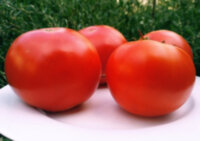 Waratah Dwarf (Гном Варатах)