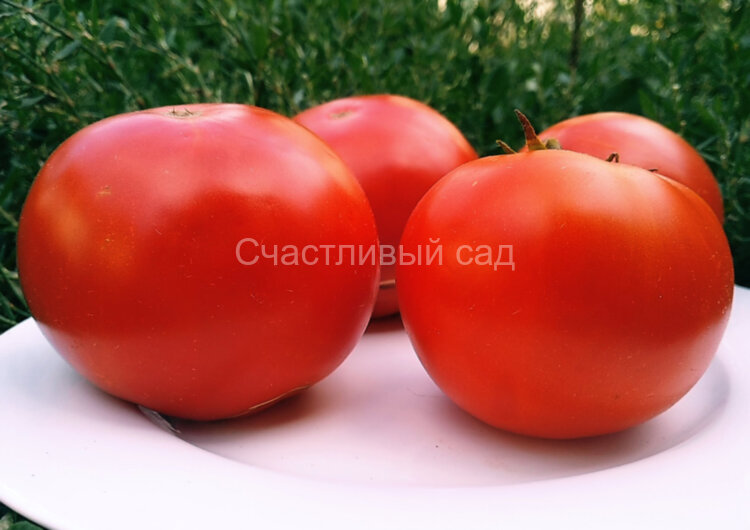 Waratah Dwarf (Гном Варатах)