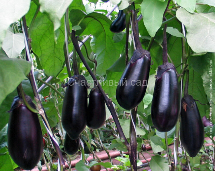 Баклажан Соломон