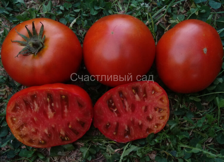 Dwarf Mahogany (Гном Махагон)