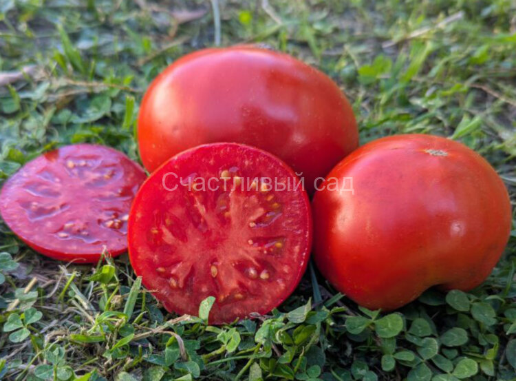 Красный комар