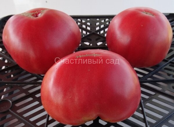 Бычье сердце рыбного озера (Fich Lake Oxheart)