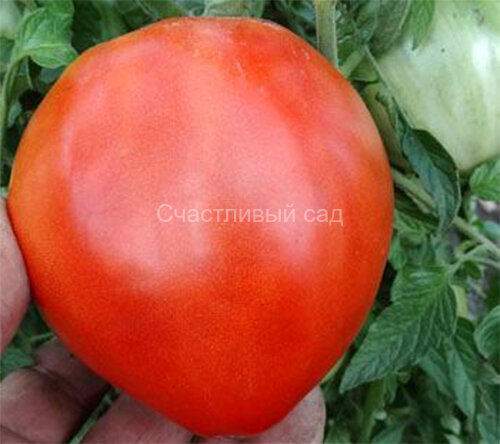 Мишка косолапый