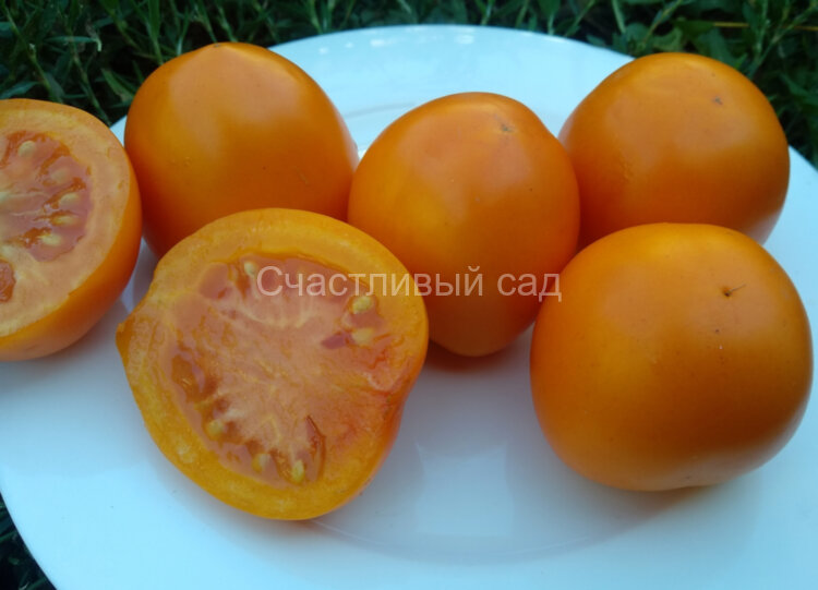 Camel Gold (Кэмэл Голд, Верблюд Золотой)