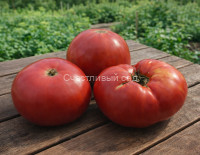 Болгарское чудо (Bulgarian miracle)