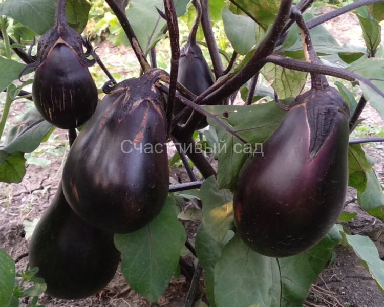 Баклажан Черное яйцо (Black egg)