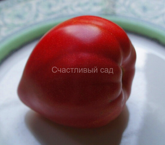 Spadaro (Спадаро)