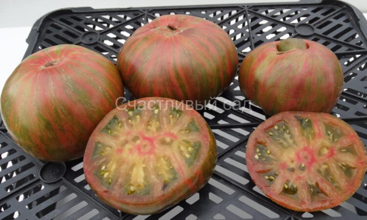 Harvard Square (Гарвардский сквер)