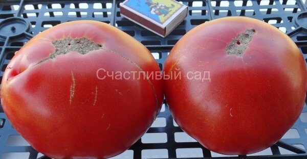 Greek Domata (Реликвия от монахов)