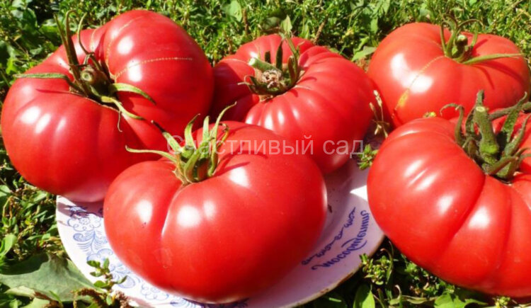 Ванский Розовый