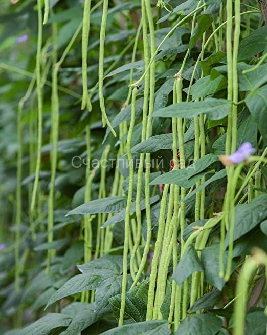 Вигна Кастаньета