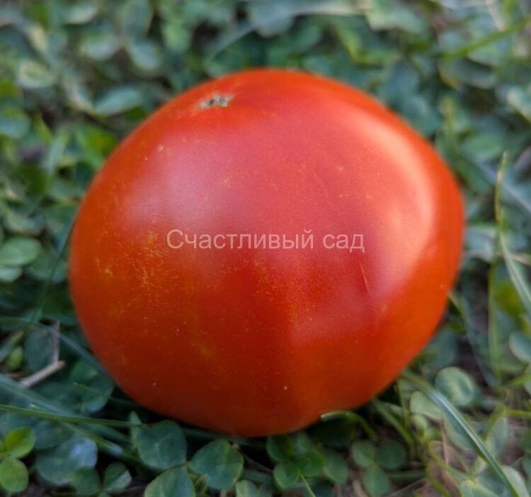 DelMar (Делмар)