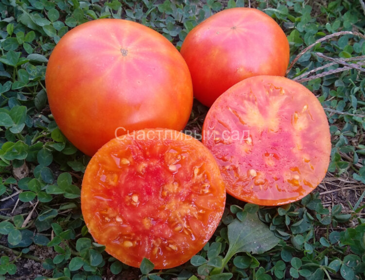 Hartsack Yellow (Хэртсак Жёлтый) Hartsack Yellow (Хэртсак Жёлтый)