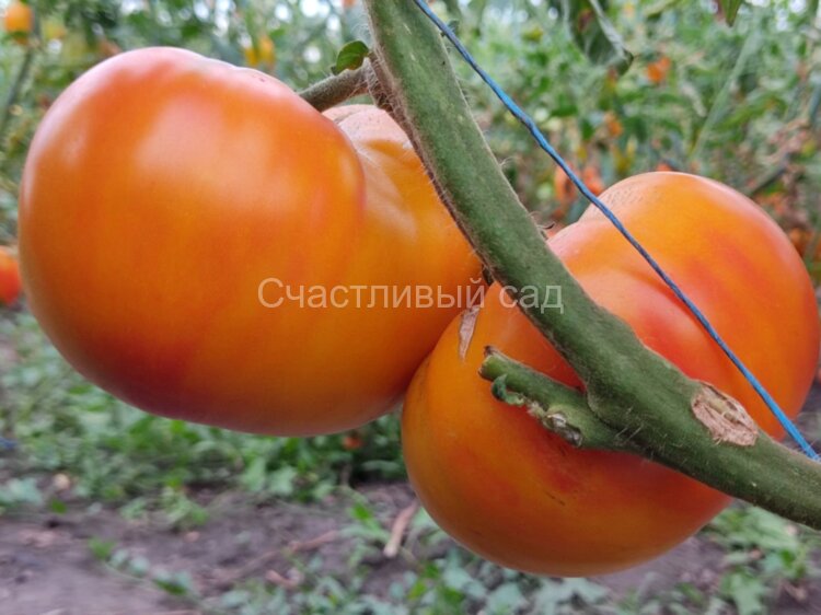 Jerusalem’s Giant (Гигант Иерусалима, Гигантский Иерусалимский)