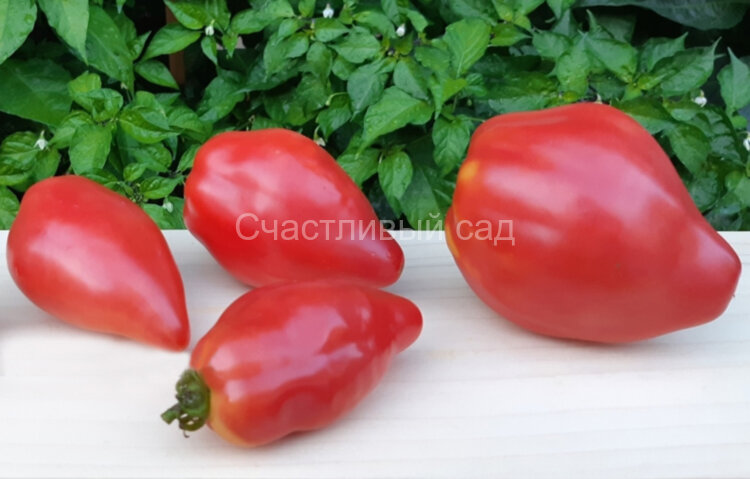 Dwarf Desperado (Гном  Отчаянный (Десперадо))