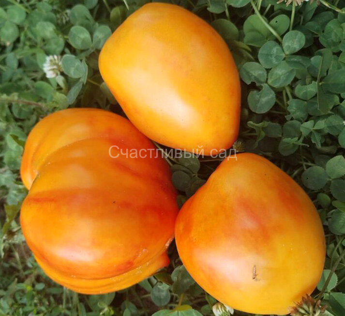 Мила Роджи (Мila Roggie)