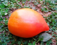 Мила Роджи (Мila Roggie)