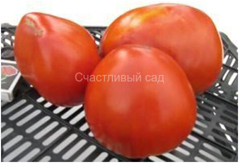 Гроздь крупная