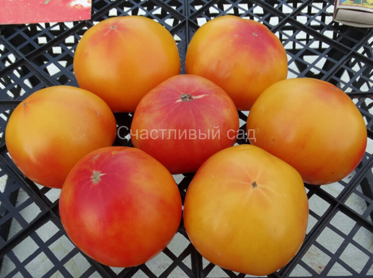 Yellow Stone Bi-Color (Жёлтый камень биколор)