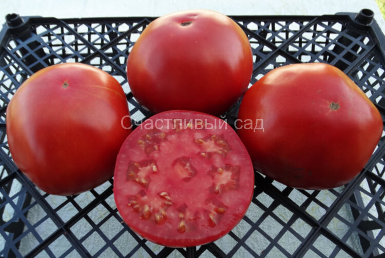 Magnum (Магнум)