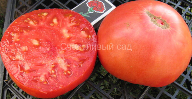 Ваше благородие Ваше благородие