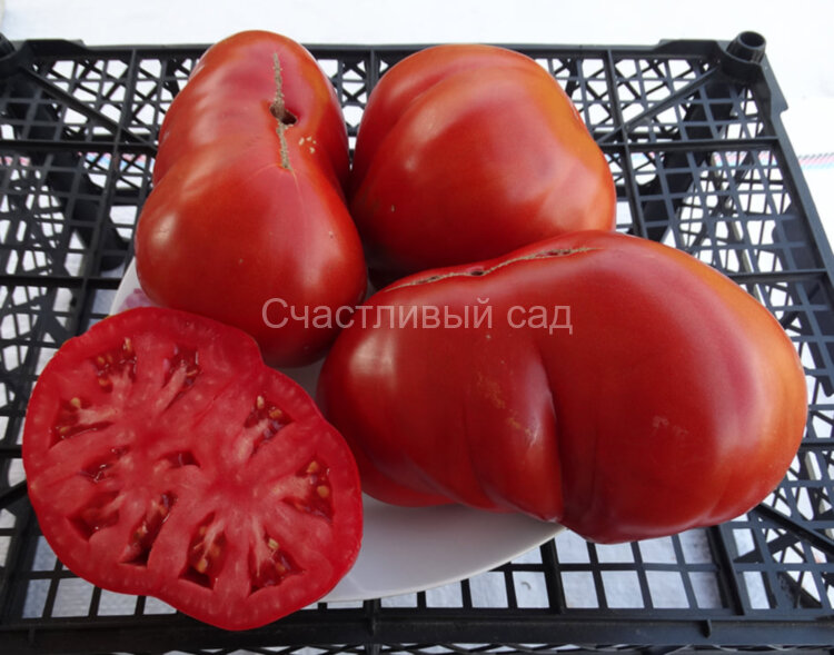 Corazon de buey (Сердце буйвола)