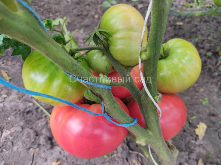 Dwarf Pink Livija (Гном Розовая Ливия)