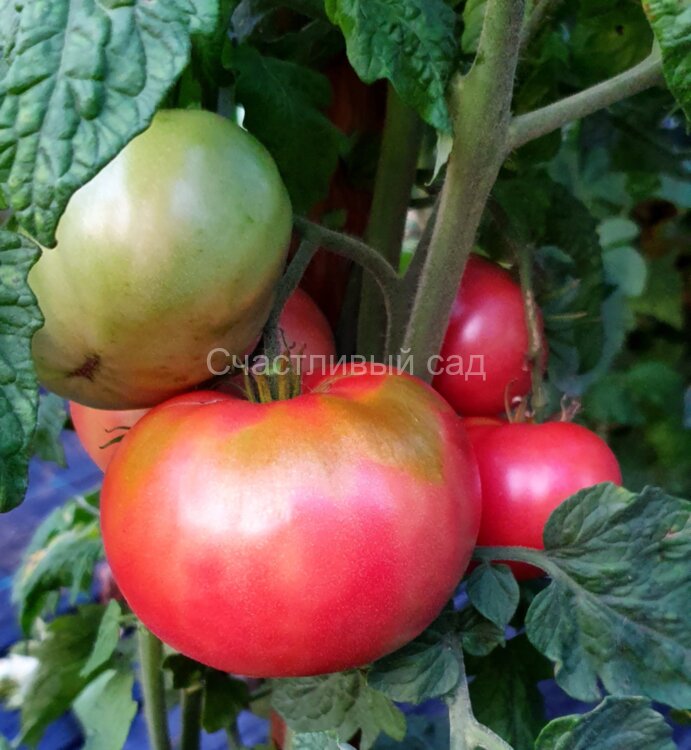 Coorong Pink (Кооронг Пинк)