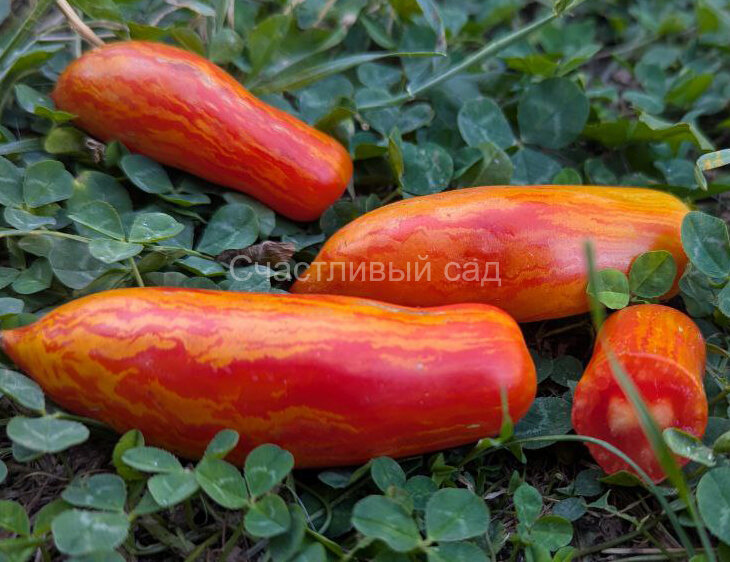 Dwarf Piprakuline Tribujline (Гном Пипракулин Трибуджлин)