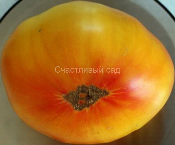 Олимпийский огонь