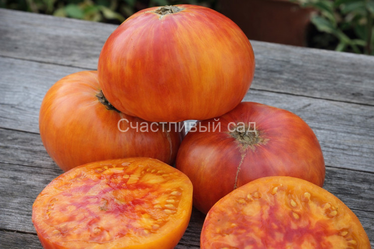 Олимпийский огонь