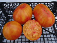 Kozula 156 (Козула 156)