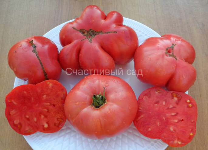 Винный болгарский великан