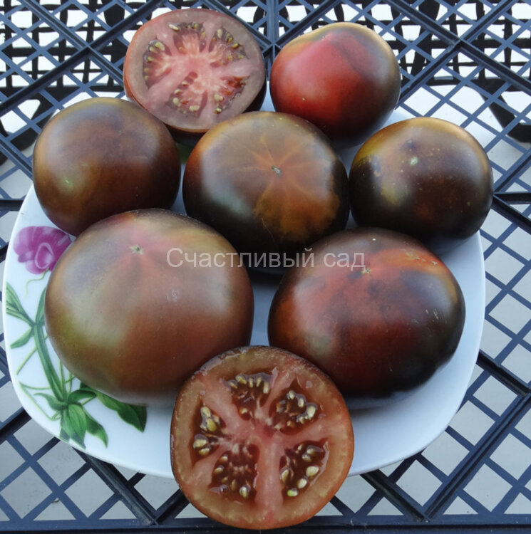 Chestnut Chocolate (Каштановый Шоколад)