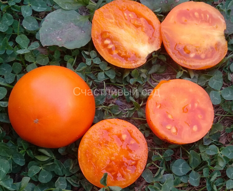 Husky gold select dwarf (Гном Хаски золотой отбор)