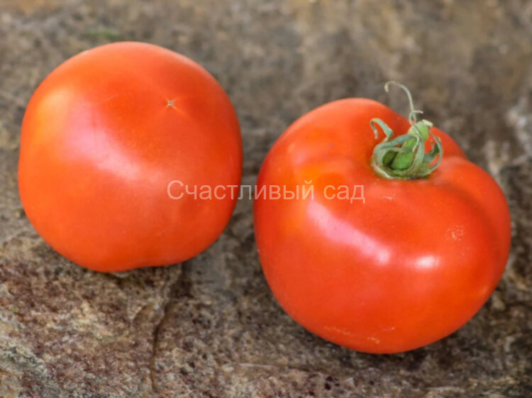 Dwarf Bubble Gum (Гном Жвачка)