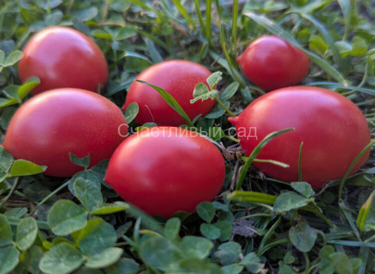 Dwarf Shimofuri (Гном Шимофири)