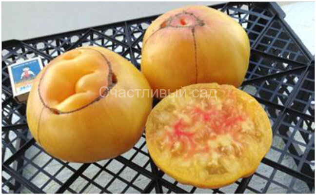 Lenny and Gracies Kentucky (Ленни и Грейс Кентукки)