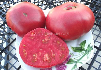 Гигант Маслова