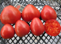 Преданное сердце