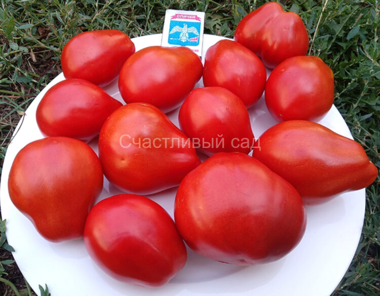 Pera D’Abruzzo, Granny’s Throwing (Груша из Абруццо, Бабушкин метательный) 