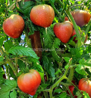 King Crimson (Кинг Кримсон)