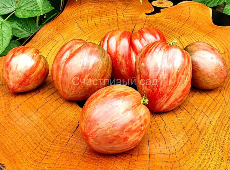 Dwarf Grail (Гном Грааль)