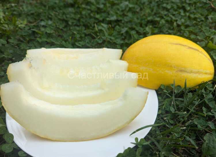 Дыня Чарджуйский Гуляби