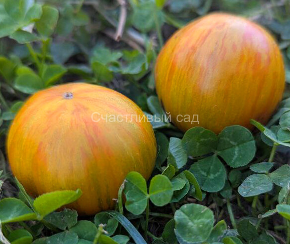 Dwarf Rebella (Гном Ребелла)