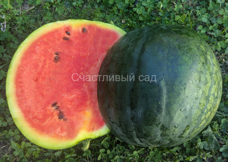 Арбуз Карминный