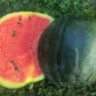 Арбуз Карминный