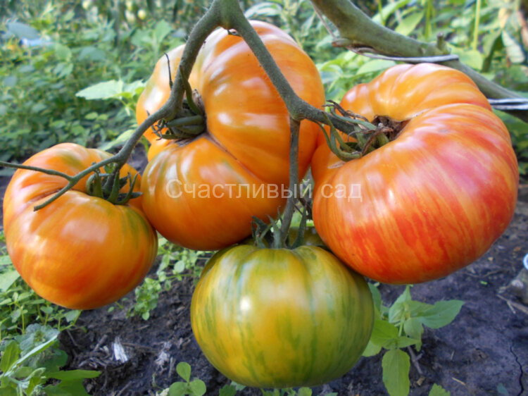 Lithium Sunset (Литиевый закат)