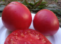 Гигант Суханова