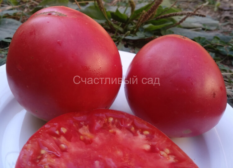 Гигант Суханова